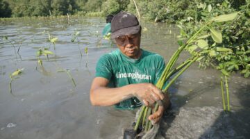 Upaya Pelestarian Lingkungan, LindungiHutan Tanam 183 Ribu Mangrove di Semarang